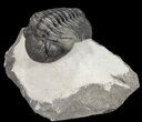 Pedinopariops Trilobite - Mrakib, Morocco #54406-1
